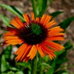 Raspberry truffle coneflower